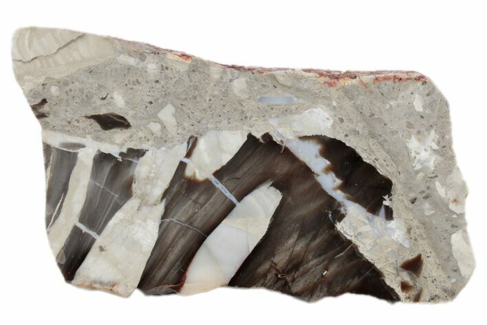 Petrified Peanut Wood Slab - Australia #239844